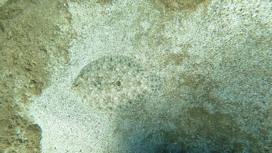 A close-up underwater photograph showing a small, round sea creature embedded in the sandy ocean floor, surrounded by fine grains of sand and scattered tiny shell fragments. The creature's body is cov