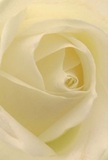 Here, the lens draws you into the gentle heart of a cream-white rose, as if you're nestled among its layers-a feeling not unlike wandering the quiet lanes of Highbury as morning breaks. The petals spiral open with ethereal softness, almost dewdrop-light, their curved forms catching a serene, natural glow. Subtle shadows drift within the ivory folds, lending delicate drama and depth to the composition. The mood is tranquil and evocative, conjuring the peace of a heartfelt greeting or a reflective pause in Clissold Park. For this Highbury Florist, the rose carries messages of reverence, new beginnings, and admiration-perfect for sympathy, celebration, or simply sending a touch of serenity to a cherished home off Highbury New Park. The fragrance is a gentle whisper-unassuming, but intimately comforting-making each delivery across Highbury a meaningful moment, captured in the tender beauty of this classic bloom.